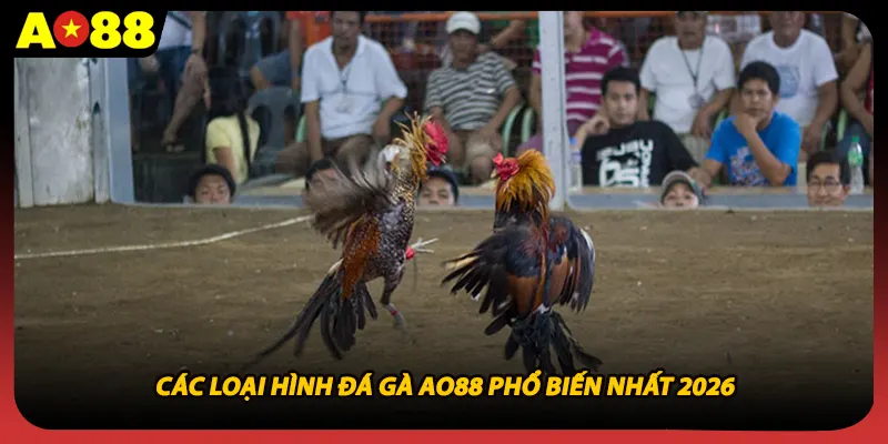 Các loại hình đá gà AO88 phổ biến nhất 2026